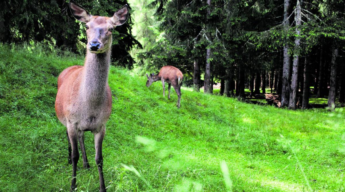 Animali selvatici, giochi e merende nel silenzio incantato degli alpeggi