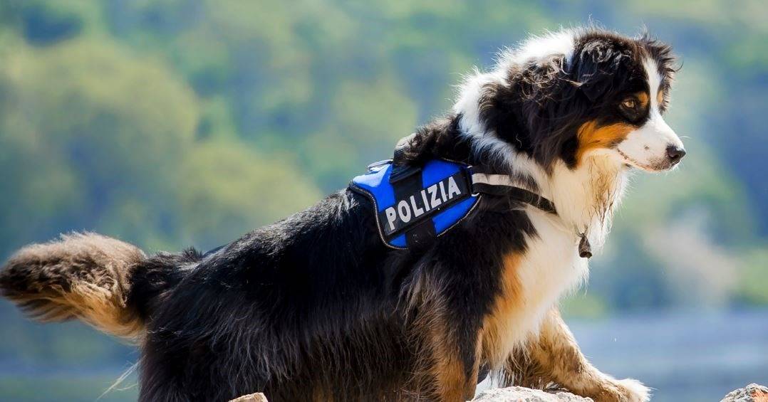 Addio a Night Spirit, il cane poliziotto eroe del Ponte Morandi
