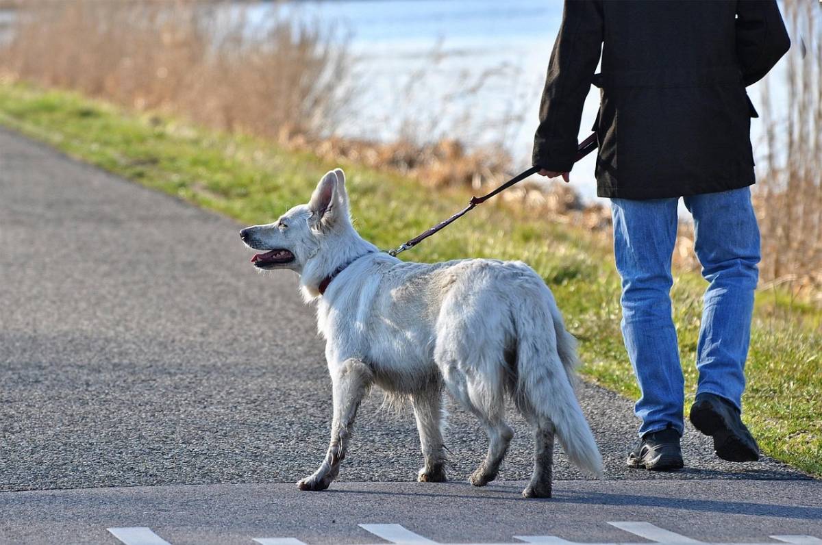 Portare a spasso il cane, le regole da rispettare 