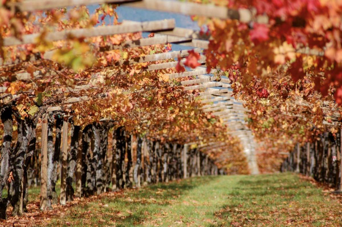 San Leonardo 2020: il vino gentile dei Marchesi Guerrieri Gonzaga