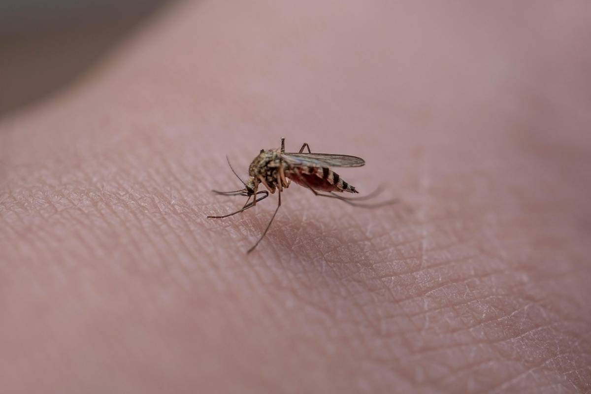 https://img.ilgcdn.com/sites/default/files/styles/xl/public/foto/2025/07/10/1752152323-mosquito-6396370-1280.jpg?_=1752152323