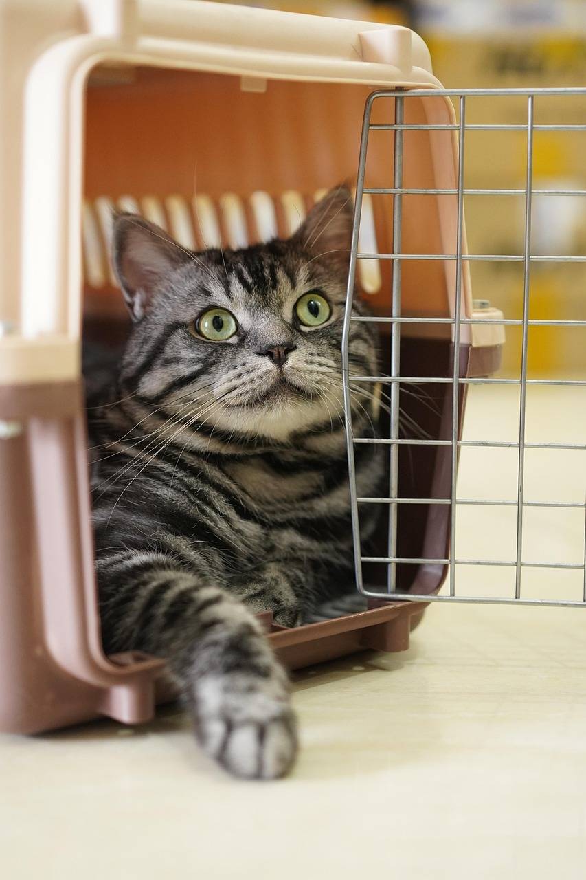 Portare il cane o il gatto in aereo: quali compagnie li accettano (e quali ancora no)