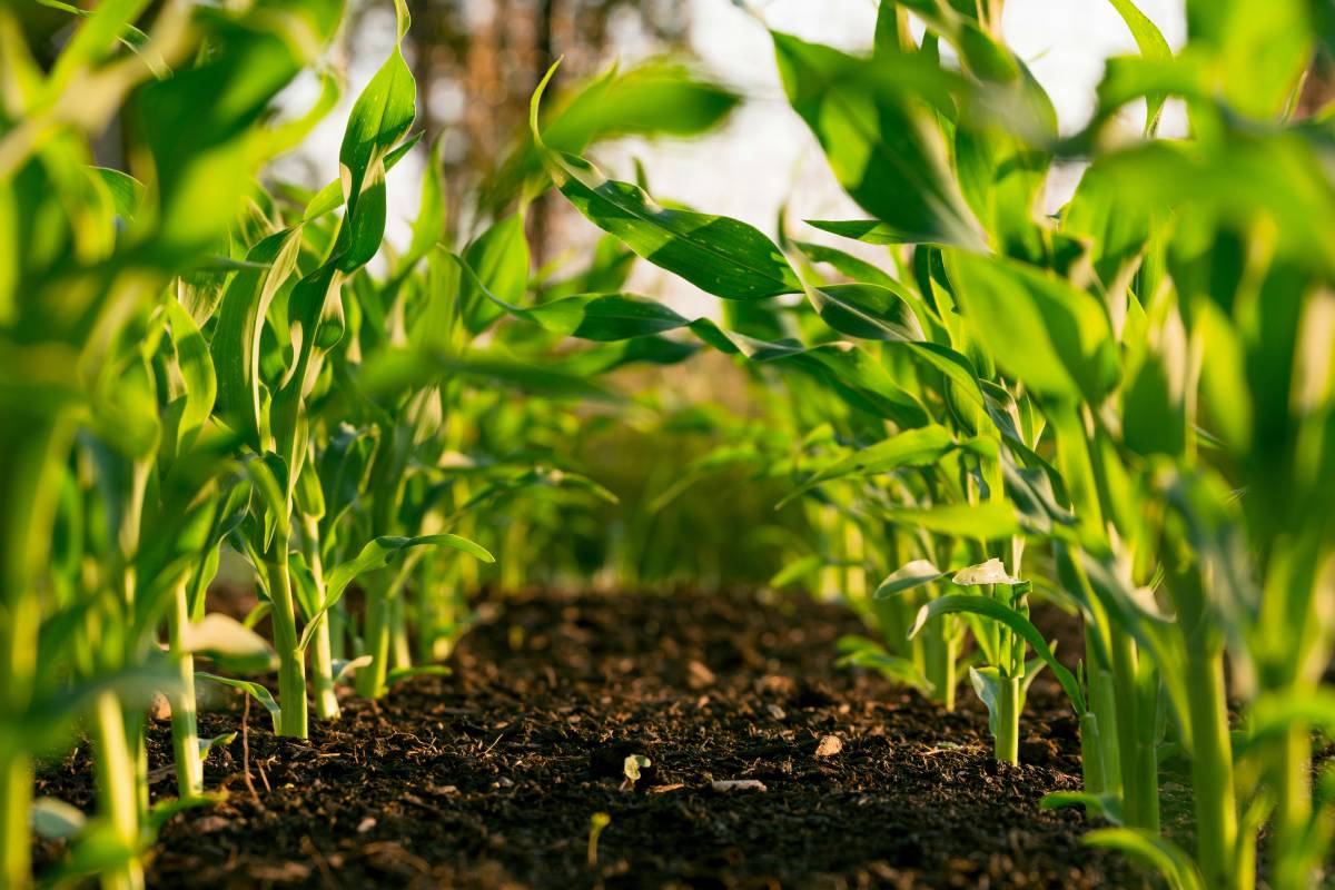 "Un miliardo destinato all'agricoltura"