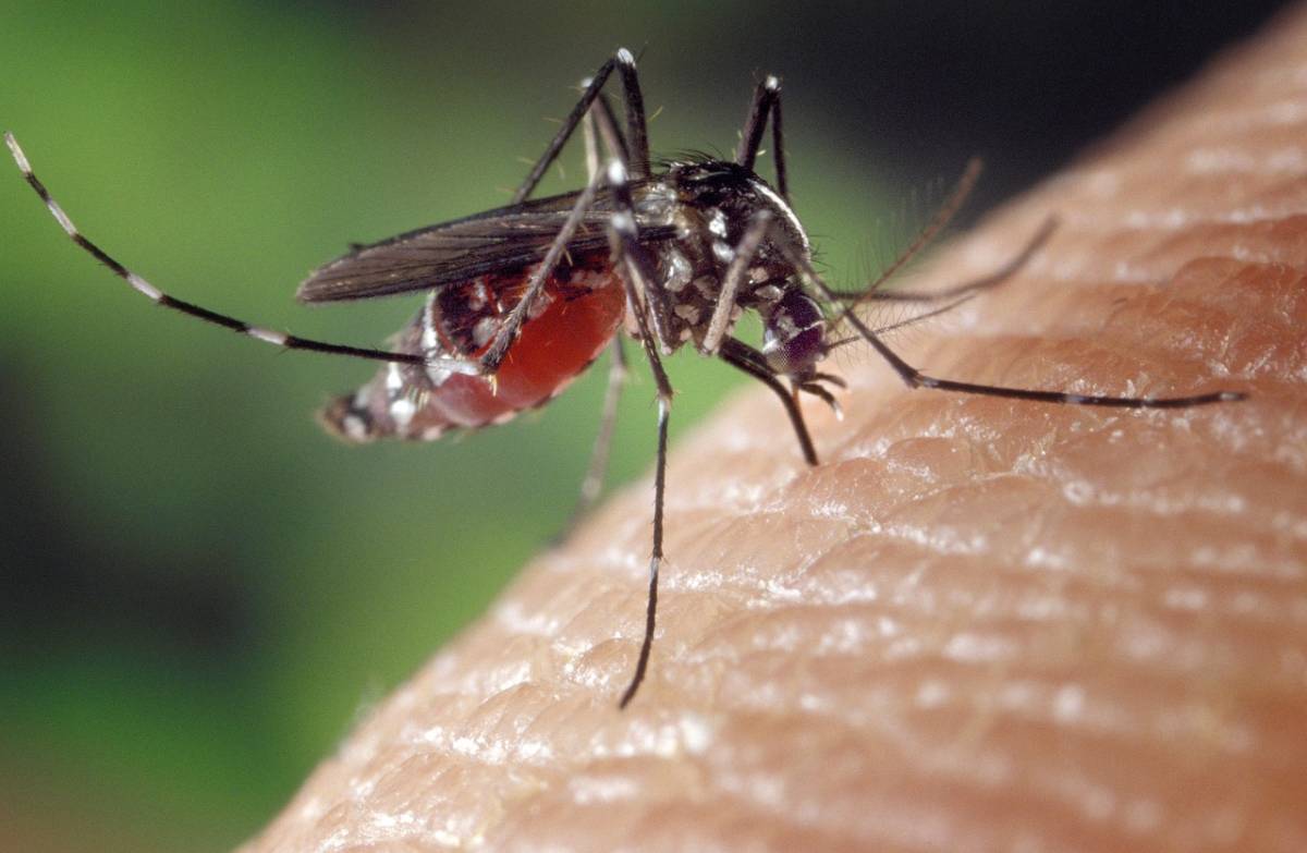 Non solo West Nile, ora spunta pure un caso sospetto di chikungunya in Lombardia