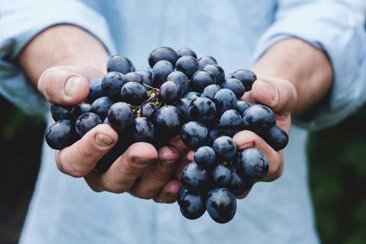 "La vendemmia è anticipata. Più 10 per cento di raccolto"
