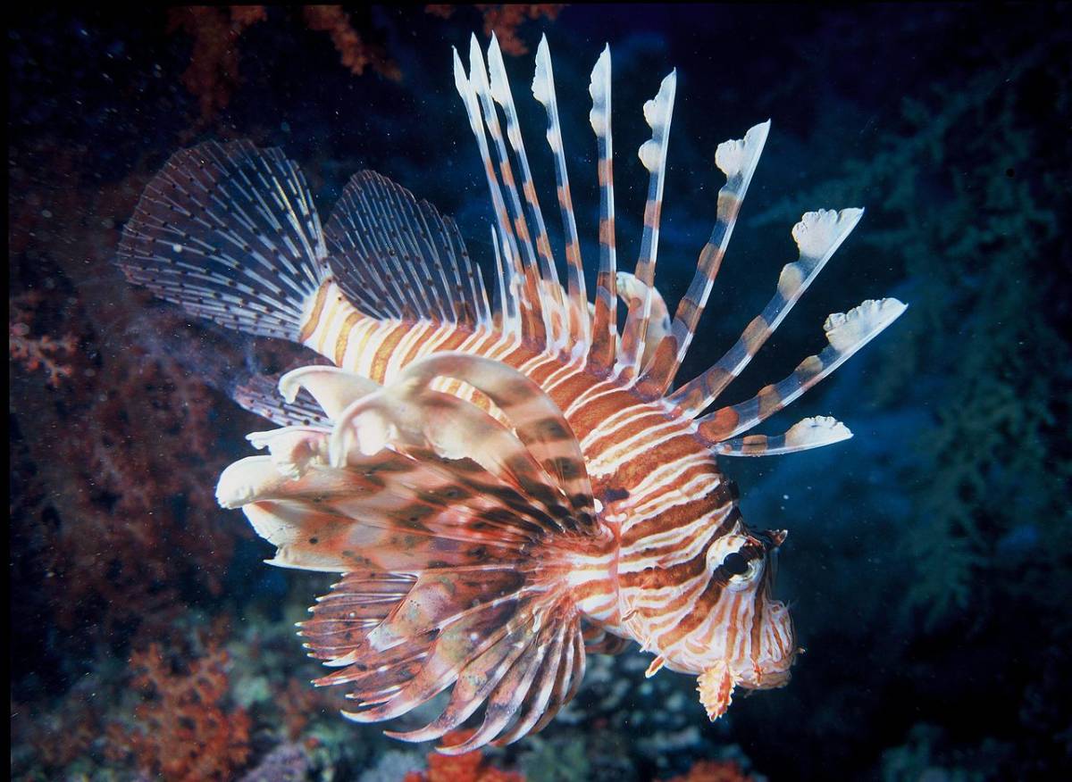 Questa specie aliena ha raggiunto le coste italiane. La sua puntura può essere molto dolorosa
