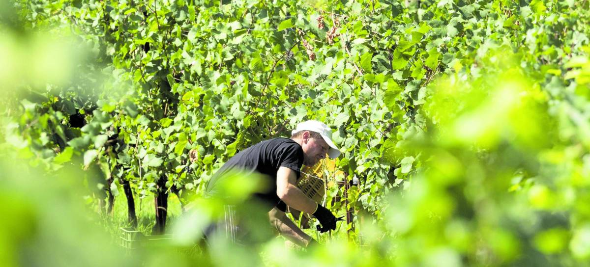 Tredici strade per brindare tra vigne, cantine e locande