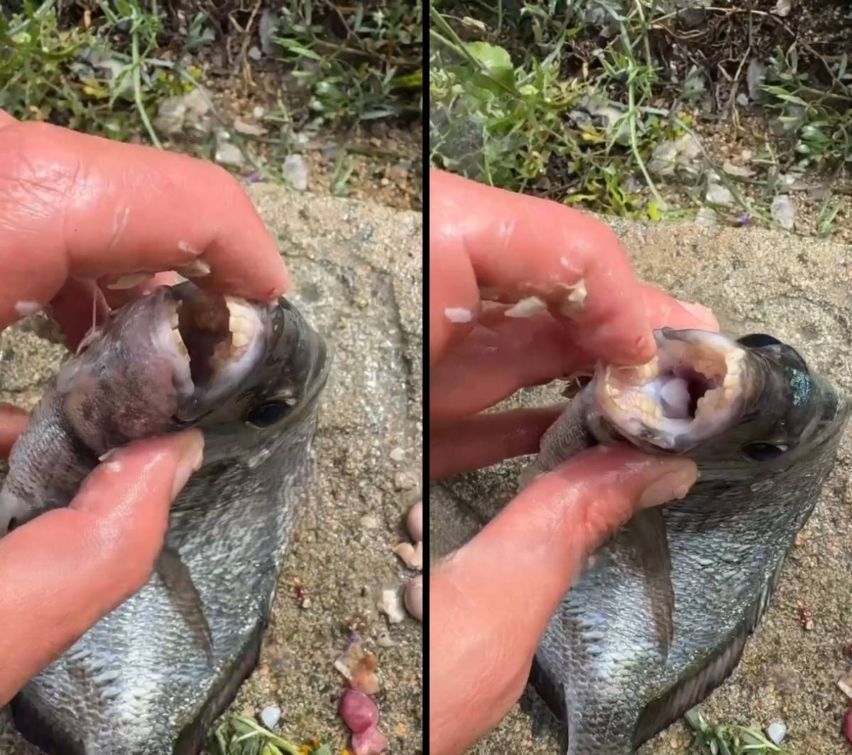 Allarme per i Saraghi "piranha” che mordono i bagnanti: cosa sono e dove colpiscono