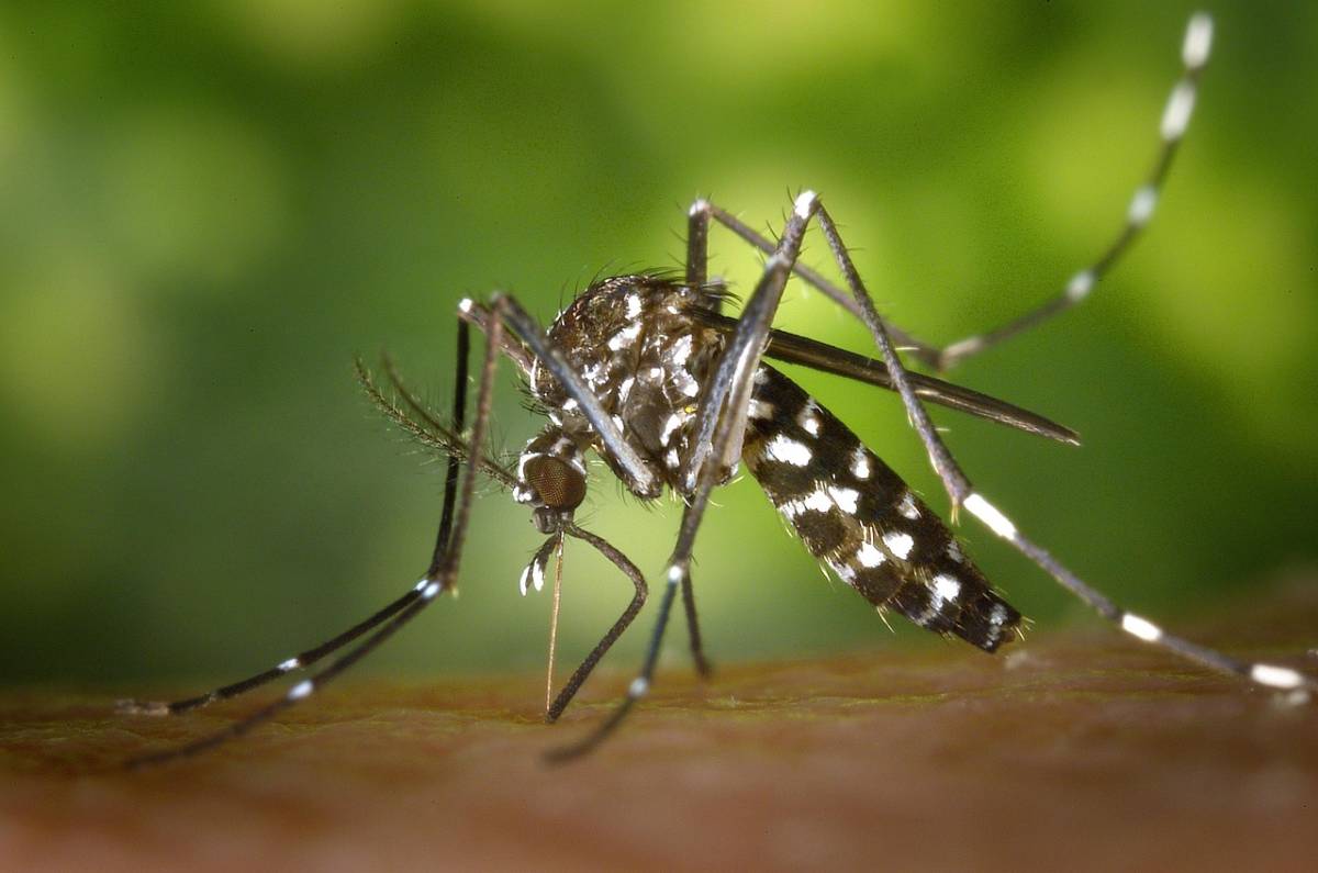 Allarme per l'Oropuche: il virus "sloth fever" nato in Sud America sbarca in Europa