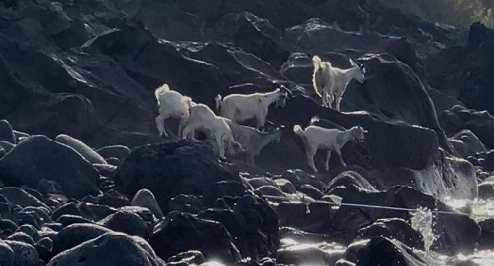 "Te le ritrovi anche nel letto e muoiono in giardino". La strana storia delle capre di Stromboli
