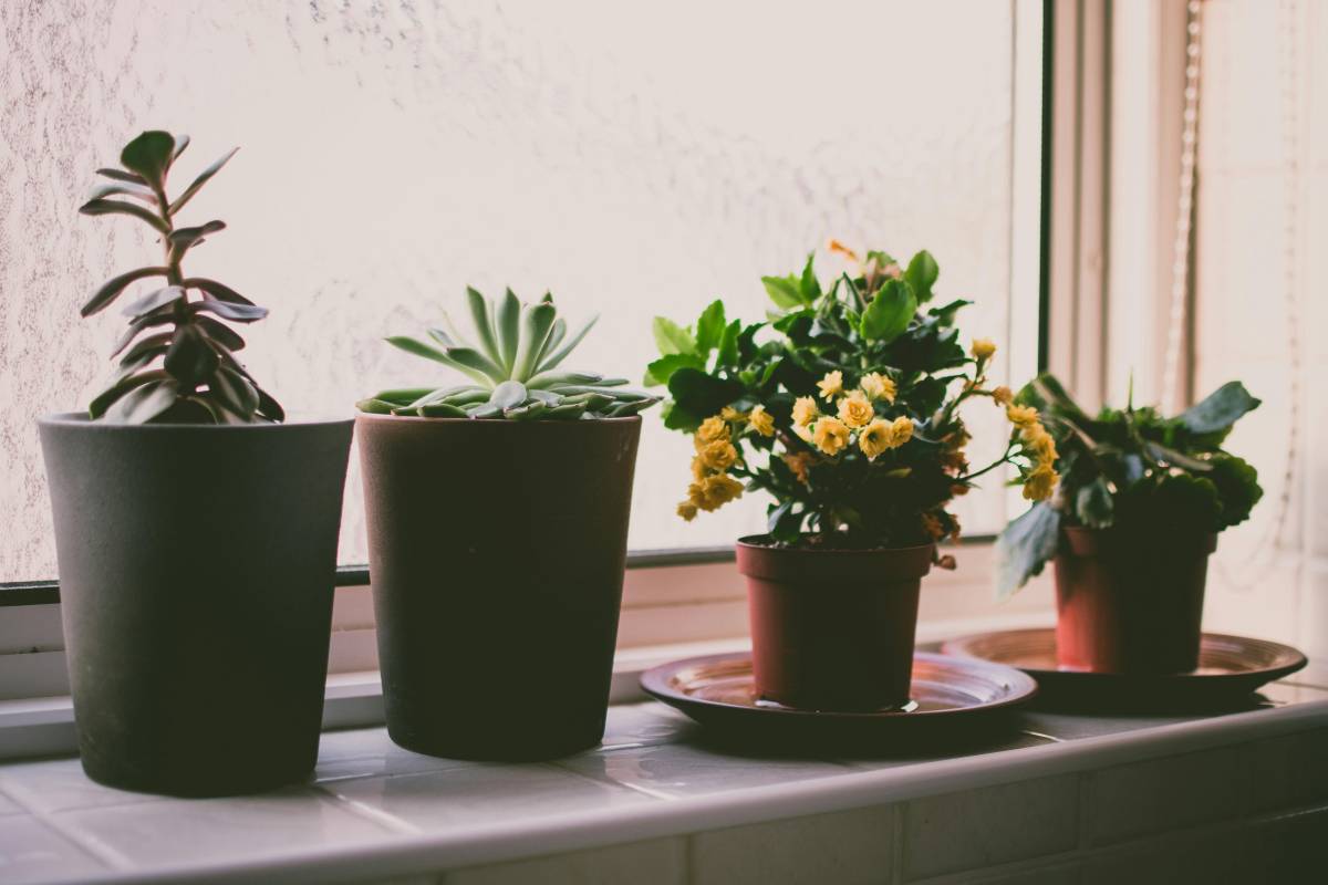 Cinque piante da interno che purificano l’aria