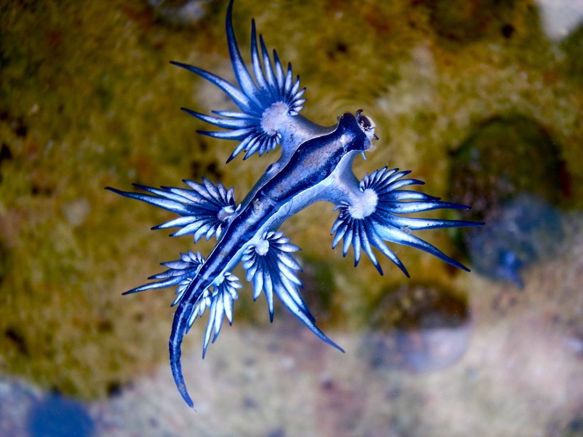 https://img.ilgcdn.com/sites/default/files/styles/xl/public/foto/2025/08/24/1756027544-drago-blu.jpg?_=1756027544