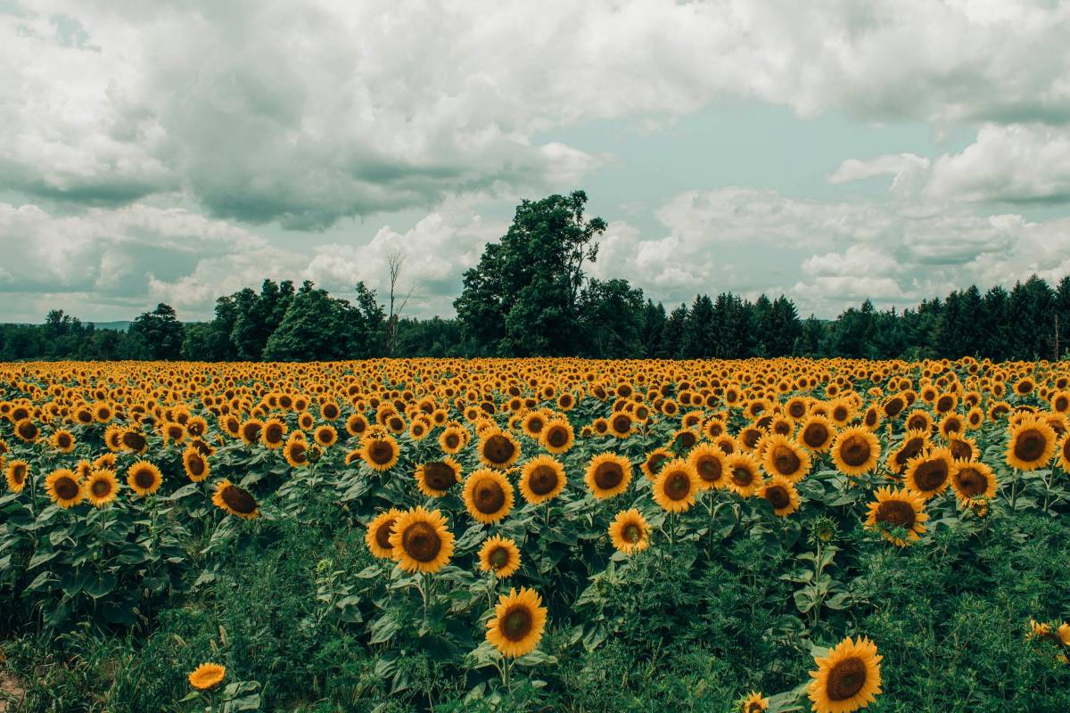 https://img.ilgcdn.com/sites/default/files/styles/xl/public/foto/2025/09/09/1757416281-campo-girasoli.jpg?_=1757416281