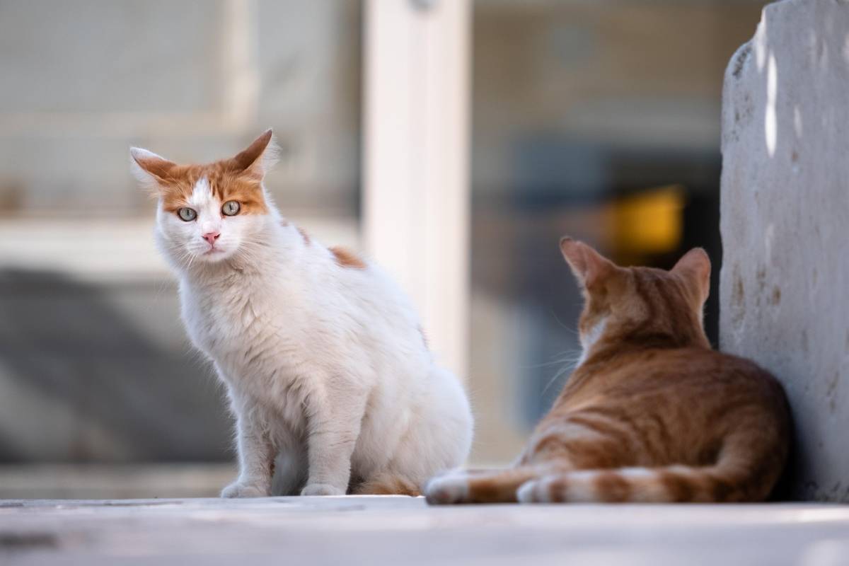 https://img.ilgcdn.com/sites/default/files/styles/xl/public/foto/2025/10/07/1759831769-cats-5606202-1280-1.jpg?_=1759831769