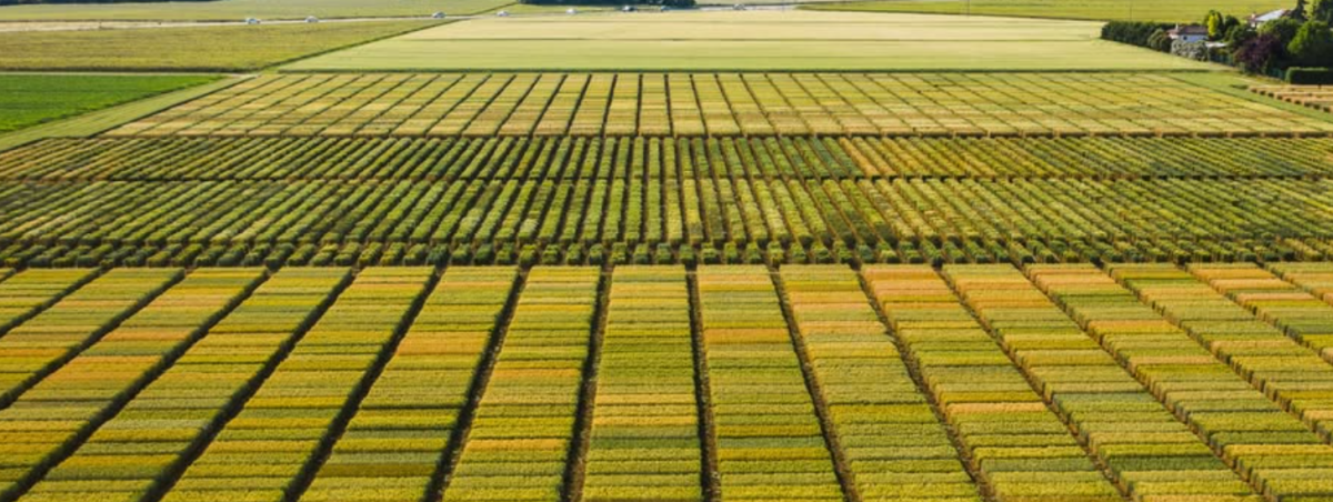 S.I.S. - Società Italiana Sementi acquisisceil ramo d'azienda di Syngenta con sede a Casalmorano (CR)