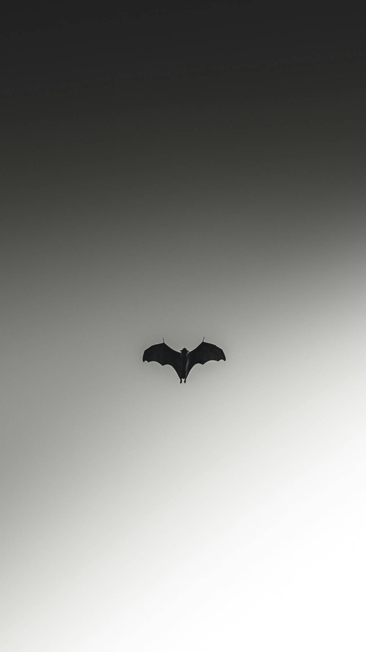 https://img.ilgcdn.com/sites/default/files/styles/xl/public/foto/2026/05/12/1778564997-husen-siraaj-4elhwp7joz8-unsplash.jpg?_=1778564997