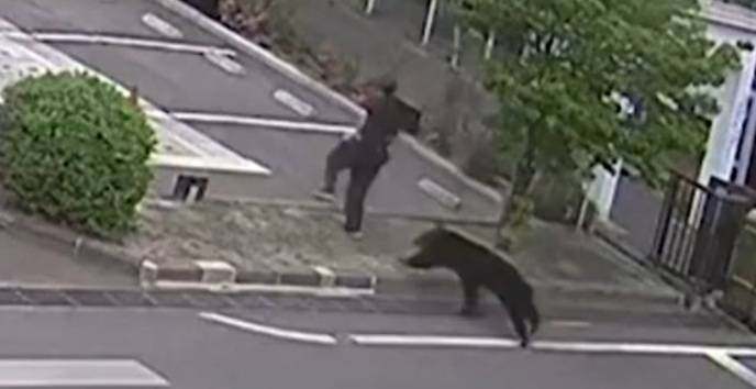 Attacchi e aggressioni agli umani: cosa c'è dietro la "guerr