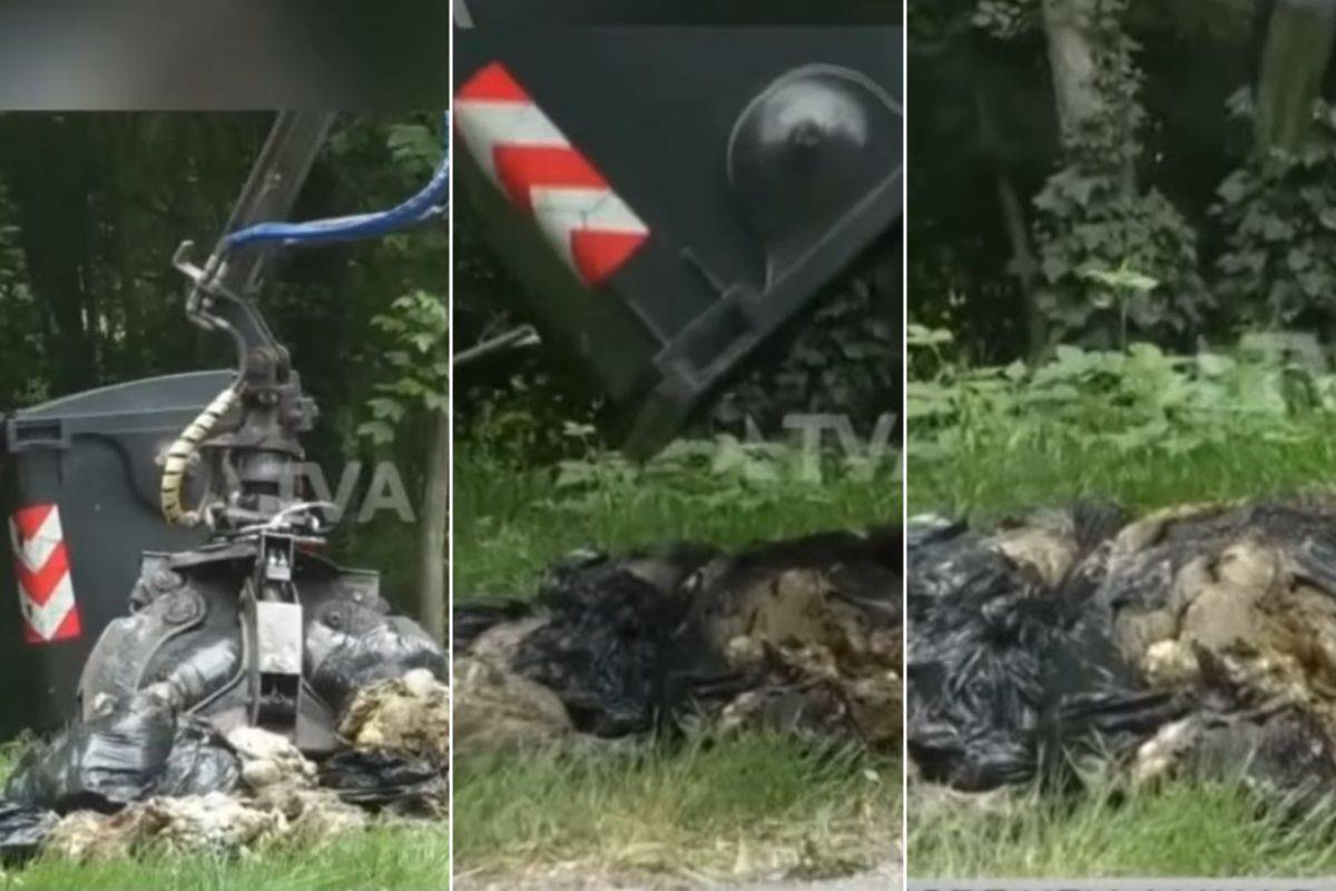 Decine di carcasse di ovini macellati, l'ombra della festa i