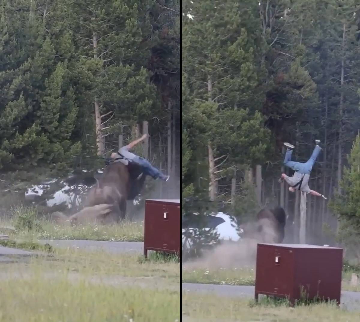 Paura al parco di Yellowstone, bisonte carica un turista e lo scaraventa a 2,5 metri di altezza