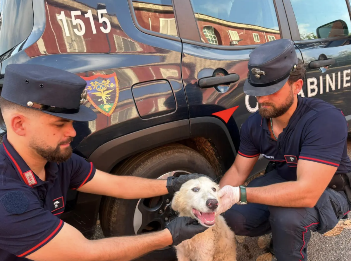 Il video choc contro l'abbandono degli animali: un cucciolo lasciato in strada insieme ai rifiuti