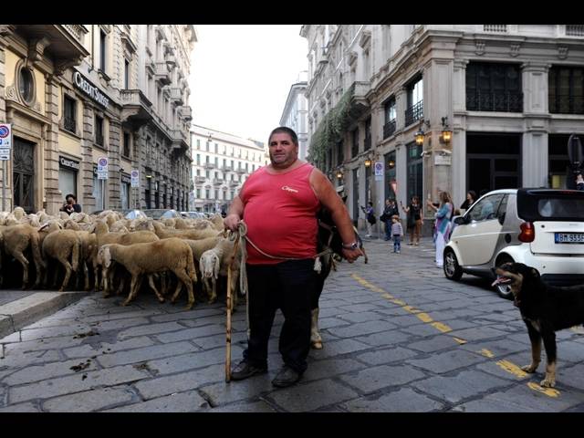 "Renatone", l'ultimo pastore con le pecore in piazza Duomo