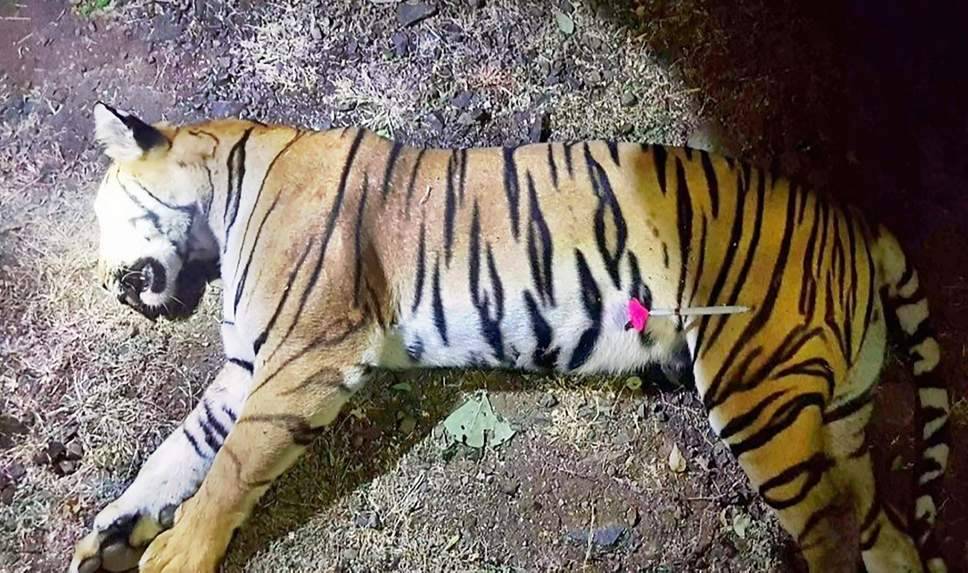 Uccisa dopo due anni la tigre mangia-uomini. Attirata con un profumo