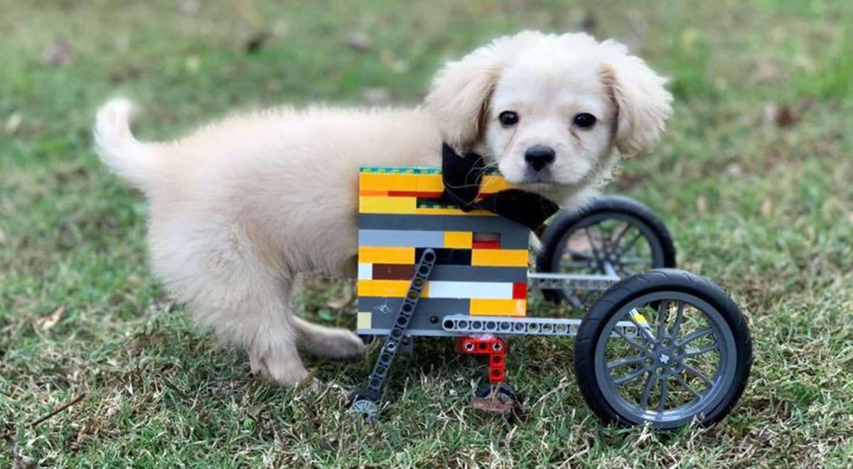Gracie e la sedia a rotelle costruita con il Lego da un bambino di 12 anni
