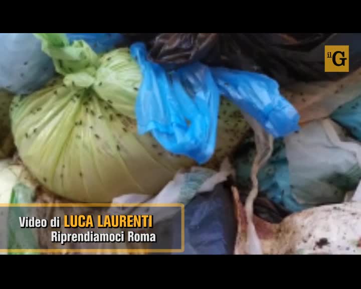 Roma, ecco il cassonetto della spazzatura infestato dagli insetti