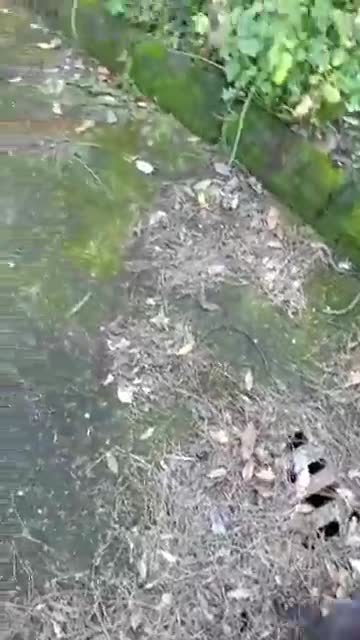 Le immagini del degrado del parco di Capodimonte