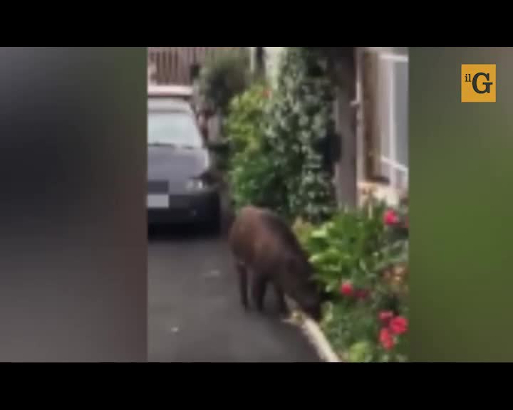 L’ultima follia degli animalisti è abolire la caccia: ecco cosa succederebbe