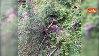 Cucciolo di orso incastrato tra due alberi salvato dai forestali
