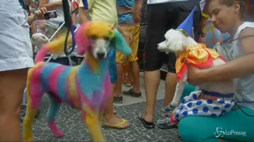 Carnevale di Rio: sfilano gli amici a quattro zampe