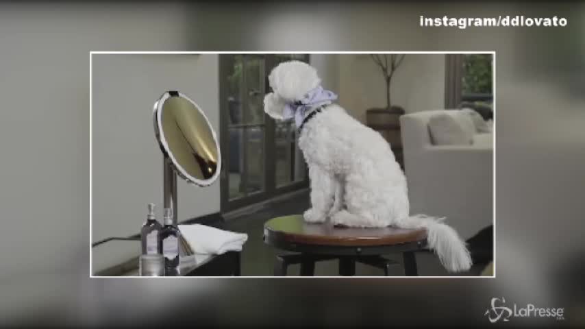 Demi Lovato affranta su Twitter: è morto il cagnolino