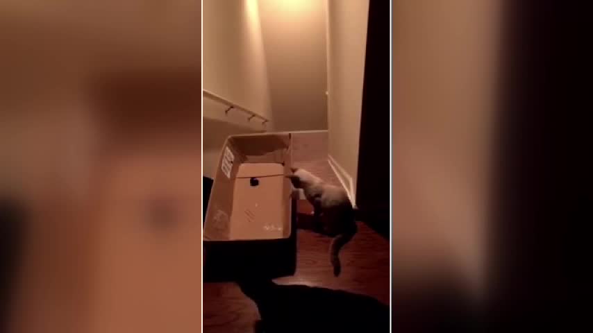 Gatto surfista per caso: a fregarlo è un laser