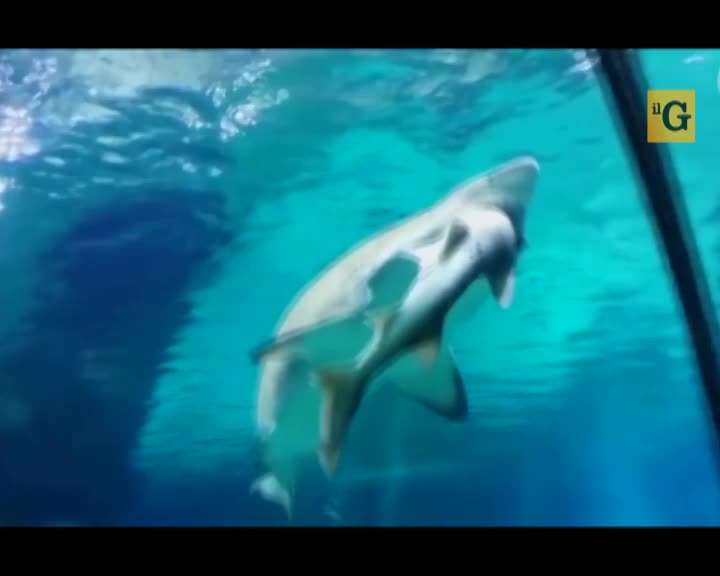 Squalo mangia squalo nell'acquario sudcoreano