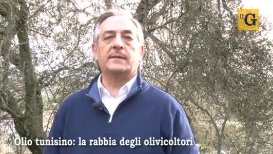 Olio tunisino, la rabbia degli olivicoltori