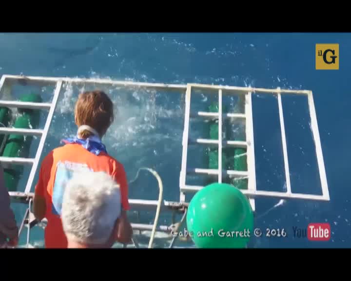 Squalo bianco entra nella gabbia protettiva in cui si nasconde un sub