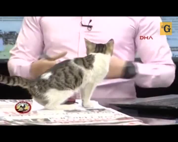 Gatto randagio entra in studio durante il telegiornale