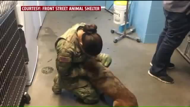 Ginger, il cane smarrito che ha ritrovato la sua padrona