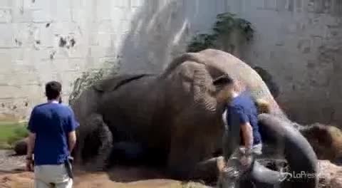 Colombia: intervento chirurgico di 3 ore salva un elefante