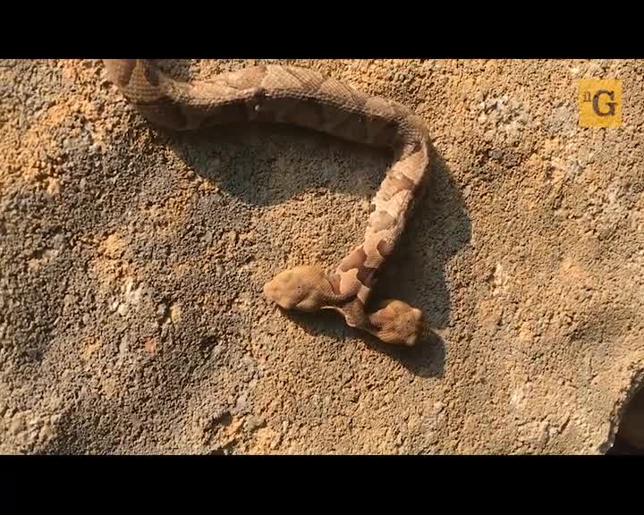 Trovato rarissimo serpente a due teste