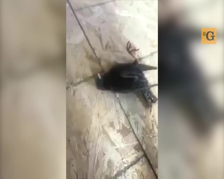 Uccellino sbatte alla finestra...due volte