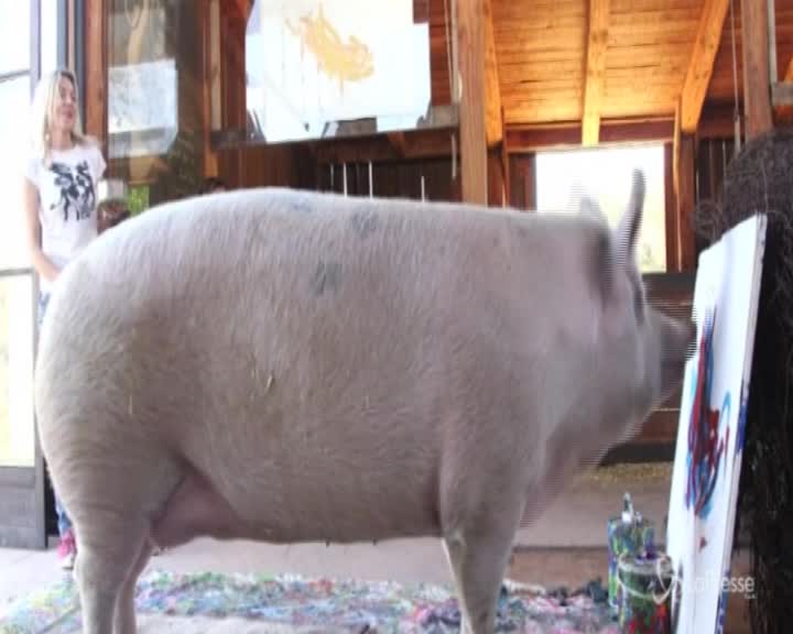 Sudafrica, il maialino pittore dipinge opere d'arte su tela: è "Pigcasso"