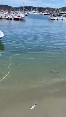 Quei pesci morti portati sulla spiaggia dalle onde del mare